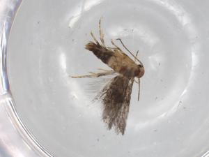  ( - BIOUG68902-D12)  @11 [ ] CreativeCommons - Attribution (2021) Centre for Biodiversity Genomics Centre for Biodiversity Genomics