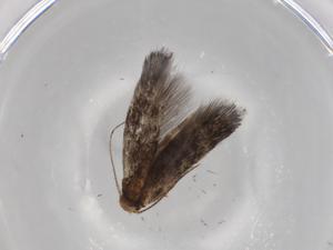  ( - BIOUG68902-F07)  @11 [ ] CreativeCommons - Attribution (2021) Centre for Biodiversity Genomics Centre for Biodiversity Genomics