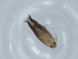  ( - BIOUG68908-H02)  @11 [ ] CreativeCommons - Attribution (2021) Centre for Biodiversity Genomics Centre for Biodiversity Genomics