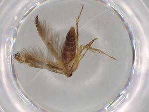  ( - BIOUG68922-C05)  @11 [ ] CreativeCommons - Attribution (2021) Centre for Biodiversity Genomics Centre for Biodiversity Genomics