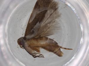  (gelJanzen01 Janzen9364 - BIOUG70015-H06)  @11 [ ] CreativeCommons - Attribution (2021) Centre for Biodiversity Genomics Centre for Biodiversity Genomics