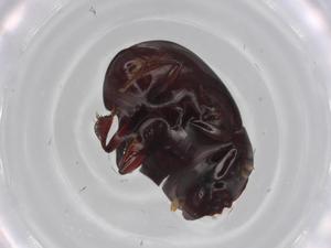  ( - BIOUG70111-C10)  @11 [ ] CreativeCommons - Attribution (2021) Centre for Biodiversity Genomics Centre for Biodiversity Genomics