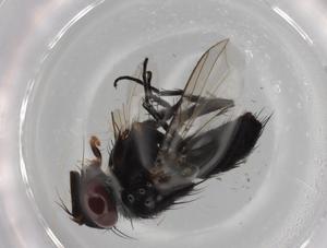  ( - BIOUG70144-B08)  @11 [ ] CreativeCommons - Attribution (2021) Centre for Biodiversity Genomics Centre for Biodiversity Genomics