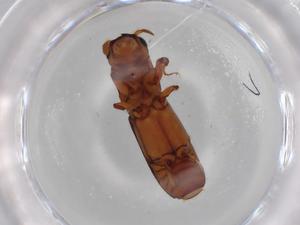  ( - BIOUG70403-C02)  @11 [ ] CreativeCommons - Attribution (2021) Centre for Biodiversity Genomics Centre for Biodiversity Genomics