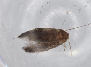  ( - BIOUG70463-F03)  @11 [ ] CreativeCommons - Attribution (2021) Centre for Biodiversity Genomics Centre for Biodiversity Genomics