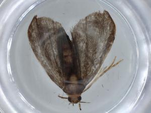  ( - BIOUG70726-A02)  @11 [ ] CreativeCommons - Attribution (2021) Centre for Biodiversity Genomics Centre for Biodiversity Genomics