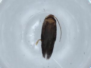  ( - BIOUG70726-C11)  @11 [ ] CreativeCommons - Attribution (2021) Centre for Biodiversity Genomics Centre for Biodiversity Genomics