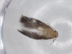  ( - BIOUG70762-G07)  @11 [ ] CreativeCommons - Attribution (2021) Centre for Biodiversity Genomics Centre for Biodiversity Genomics