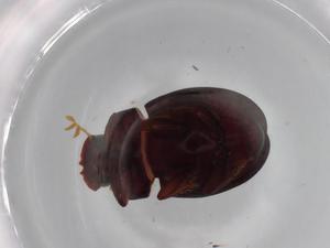  ( - BIOUG70764-A04)  @11 [ ] CreativeCommons - Attribution (2021) Centre for Biodiversity Genomics Centre for Biodiversity Genomics