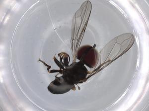  ( - BIOUG68247-H03)  @11 [ ] CreativeCommons - Attribution (2021) Centre for Biodiversity Genomics Centre for Biodiversity Genomics