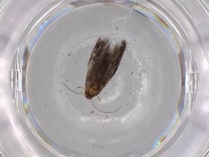  ( - BIOUG68252-C03)  @11 [ ] CreativeCommons - Attribution (2021) Centre for Biodiversity Genomics Centre for Biodiversity Genomics