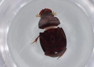  ( - BIOUG70159-F08)  @11 [ ] CreativeCommons - Attribution (2021) Centre for Biodiversity Genomics Centre for Biodiversity Genomics