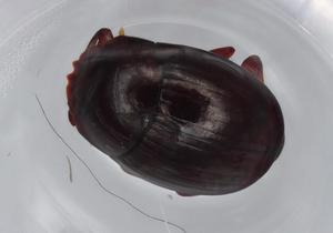  ( - BIOUG70159-H02)  @11 [ ] CreativeCommons - Attribution (2021) Centre for Biodiversity Genomics Centre for Biodiversity Genomics