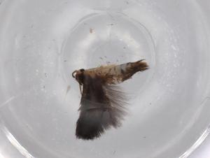  ( - BIOUG70193-G08)  @11 [ ] CreativeCommons - Attribution (2021) Centre for Biodiversity Genomics Centre for Biodiversity Genomics