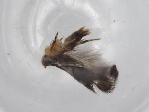  ( - BIOUG70194-A04)  @11 [ ] CreativeCommons - Attribution (2021) Centre for Biodiversity Genomics Centre for Biodiversity Genomics