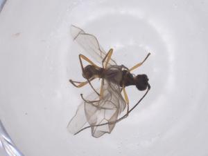  (Mesoxiphium - CBG-A64662-E09)  @11 [ ] CreativeCommons - Attribution Share - Alike (2025) Centre for Biodiversity Genomics Centre for Biodiversity Genomics