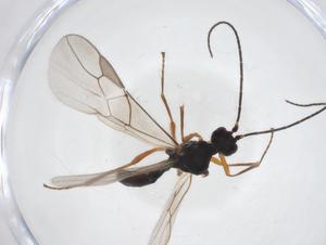  ( - CBG-A42484-E04)  @11 [ ] CreativeCommons - Attribution Share - Alike (2024) Centre for Biodiversity Genomics Centre for Biodiversity Genomics