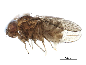  ( - BIOUG17356-A04)  @14 [ ] CreativeCommons - Attribution (2015) CBG Photography Group Centre for Biodiversity Genomics