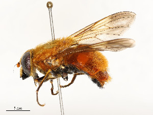 ( - CBG-A54487-F08)  @11 [ ] CreativeCommons - Attribution Share - Alike (2025) CBG Photography Group Centre for Biodiversity Genomics
