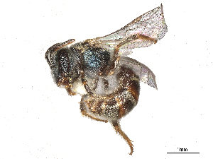  (Lasioglossum parvum - CBG-A58674-F08)  @11 [ ] CreativeCommons - Attribution Share - Alike (2025) CBG Photography Group Centre for Biodiversity Genomics