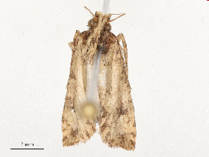  ( - CBG-B00079-A11)  @11 [ ] CreativeCommons - Attribution Share - Alike (2025) CBG Photography Group Centre for Biodiversity Genomics