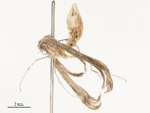  ( - CBG-B00079-B08)  @11 [ ] CreativeCommons - Attribution Share - Alike (2025) CBG Photography Group Centre for Biodiversity Genomics