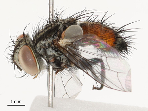  ( - CBG-B00079-C02)  @11 [ ] CreativeCommons - Attribution Share - Alike (2025) CBG Photography Group Centre for Biodiversity Genomics