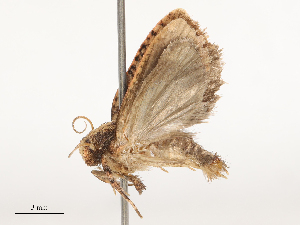  ( - CBG-B00079-D04)  @11 [ ] CreativeCommons - Attribution Share - Alike (2025) CBG Photography Group Centre for Biodiversity Genomics