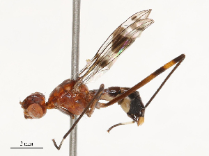  ( - CBG-B00079-E11)  @11 [ ] CreativeCommons - Attribution Share - Alike (2025) CBG Photography Group Centre for Biodiversity Genomics