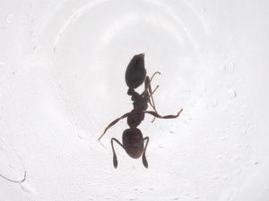  ( - CBG-B01320-E12)  @11 [ ] CreativeCommons - Attribution Share - Alike (2025) Centre for Biodiversity Genomics Centre for Biodiversity Genomics