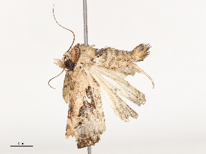  ( - CBG-B01514-B05)  @11 [ ] CreativeCommons - Attribution Share - Alike (2025) CBG Photography Group Centre for Biodiversity Genomics