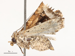  ( - CBG-B01514-C08)  @11 [ ] CreativeCommons - Attribution Share - Alike (2025) CBG Photography Group Centre for Biodiversity Genomics