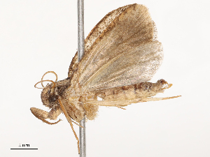  ( - CBG-B01514-D03)  @11 [ ] CreativeCommons - Attribution Share - Alike (2025) CBG Photography Group Centre for Biodiversity Genomics