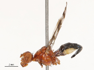  ( - CBG-B01514-E06)  @11 [ ] CreativeCommons - Attribution Share - Alike (2025) CBG Photography Group Centre for Biodiversity Genomics