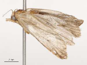  ( - CBG-B01515-A05)  @11 [ ] CreativeCommons - Attribution Share - Alike (2025) CBG Photography Group Centre for Biodiversity Genomics