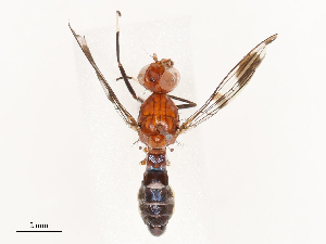  ( - CBG-B01515-B05)  @11 [ ] CreativeCommons - Attribution Share - Alike (2025) CBG Photography Group Centre for Biodiversity Genomics