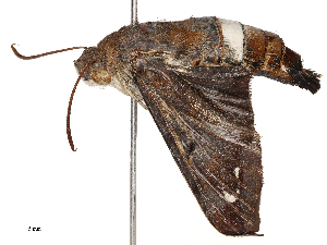  ( - CBG-B01515-C02)  @11 [ ] CreativeCommons - Attribution Share - Alike (2025) CBG Photography Group Centre for Biodiversity Genomics