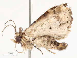  ( - CBG-B01515-D08)  @11 [ ] CreativeCommons - Attribution Share - Alike (2025) CBG Photography Group Centre for Biodiversity Genomics