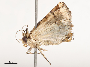  ( - CBG-B01515-E04)  @11 [ ] CreativeCommons - Attribution Share - Alike (2025) CBG Photography Group Centre for Biodiversity Genomics