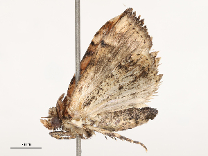  ( - CBG-B01515-E09)  @11 [ ] CreativeCommons - Attribution Share - Alike (2025) CBG Photography Group Centre for Biodiversity Genomics