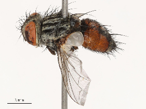  ( - CBG-B01515-H04)  @11 [ ] CreativeCommons - Attribution Share - Alike (2025) CBG Photography Group Centre for Biodiversity Genomics