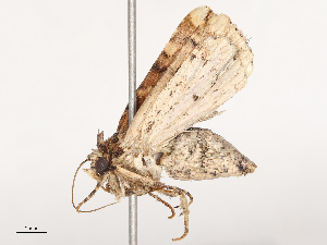  ( - CBG-B01653-A06)  @11 [ ] CreativeCommons - Attribution Share - Alike (2025) CBG Photography Group Centre for Biodiversity Genomics