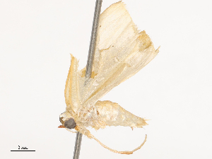  ( - CBG-B01653-E01)  @11 [ ] CreativeCommons - Attribution Share - Alike (2025) CBG Photography Group Centre for Biodiversity Genomics