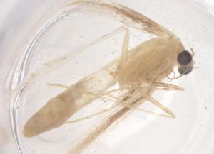  ( - CBG-B02028-H02)  @11 [ ] CreativeCommons - Attribution Share - Alike (2025) Centre for Biodiversity Genomics Centre for Biodiversity Genomics