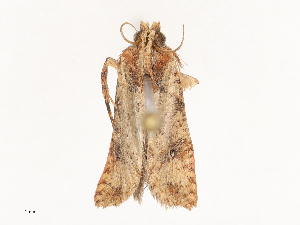  ( - CBG-B03262-B09)  @11 [ ] CreativeCommons - Attribution Share - Alike (2025) CBG Photography Group Centre for Biodiversity Genomics