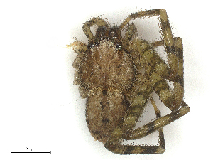  (Selenops simius - CBG-B13560-H11)  @11 [ ] CreativeCommons - Attribution Share - Alike (2025) CBG Photography Group Centre for Biodiversity Genomics