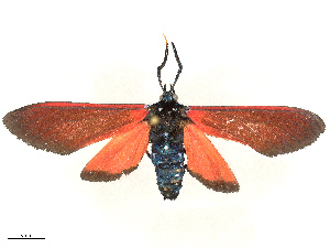  ( - CBG-B18739-C05)  @11 [ ] CreativeCommons - Attribution Share - Alike (2025) CBG Photography Group Centre for Biodiversity Genomics