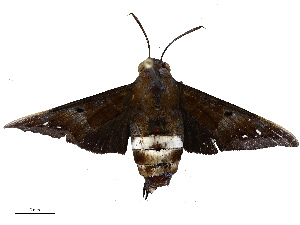  ( - CBG-B18746-D05)  @11 [ ] CreativeCommons - Attribution Share - Alike (2025) CBG Photography Group Centre for Biodiversity Genomics