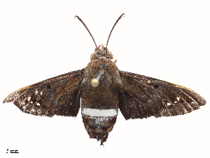  ( - CBG-B21243-B03)  @11 [ ] CreativeCommons - Attribution Share - Alike (2025) CBG Photography Group Centre for Biodiversity Genomics