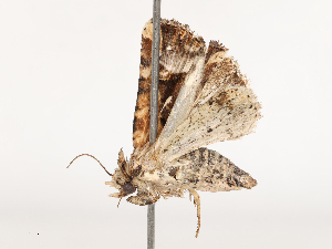  ( - CBG-B21243-B08)  @11 [ ] CreativeCommons - Attribution Share - Alike (2025) CBG Photography Group Centre for Biodiversity Genomics